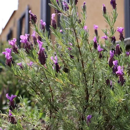 Stazzu Lu Signori 3* Aglientu