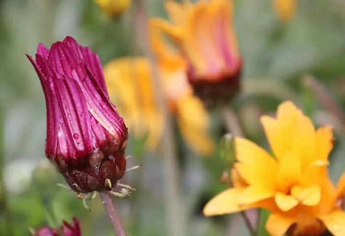 Stazzu Lu Signori 3*